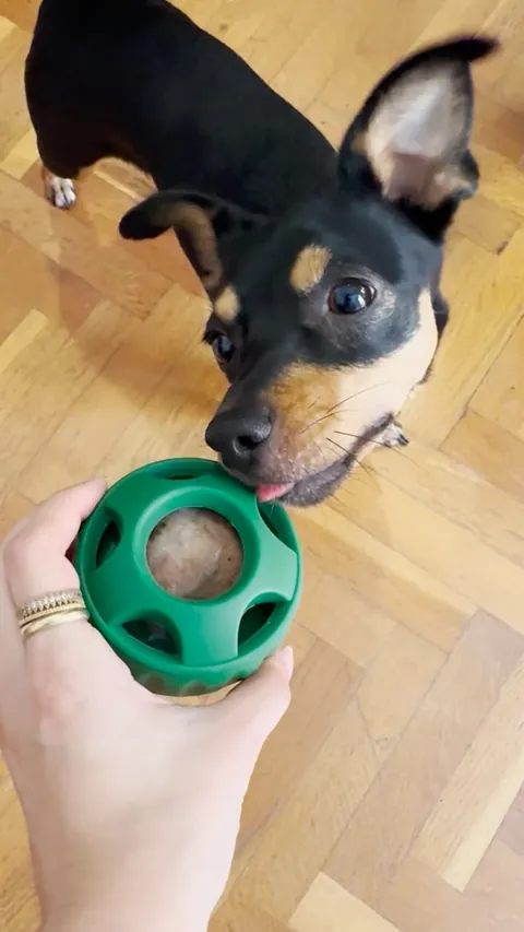 💚Holahola!! Hace unas semanas nos llegó nuestra Wuufie Ball de @getwuuf