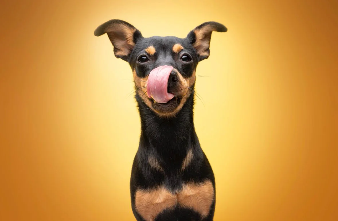 Ona, pinscher miniatura